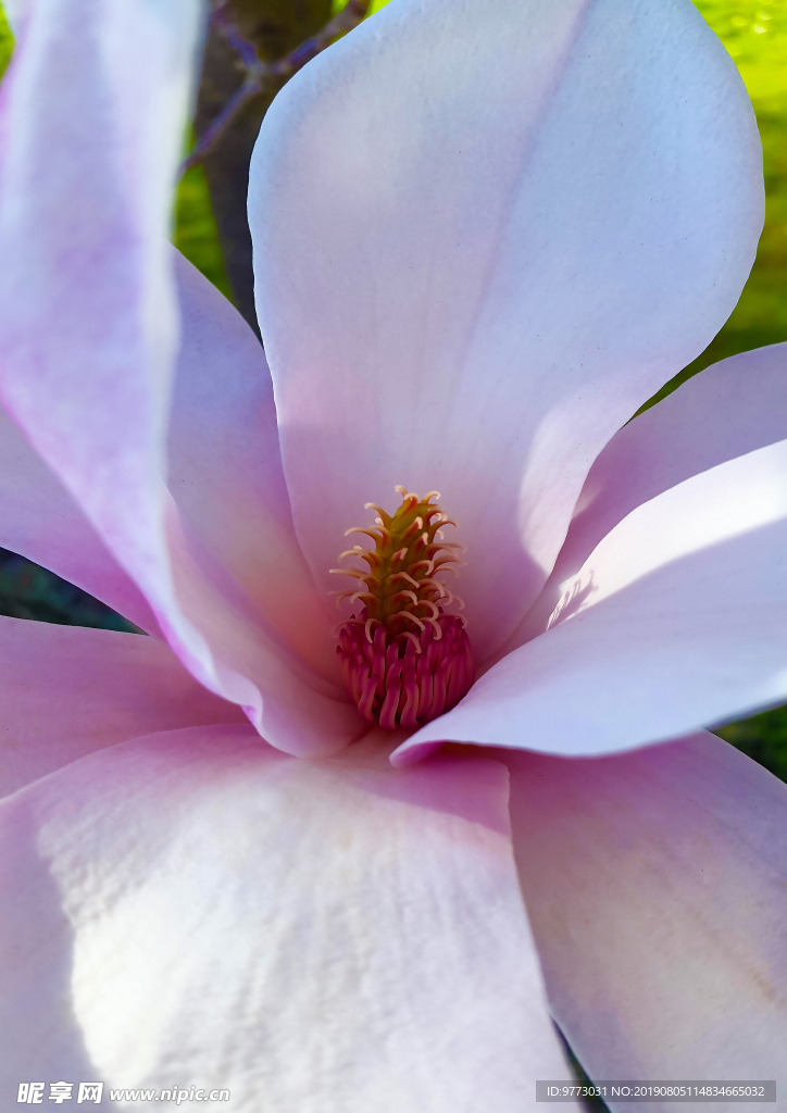 玉兰花