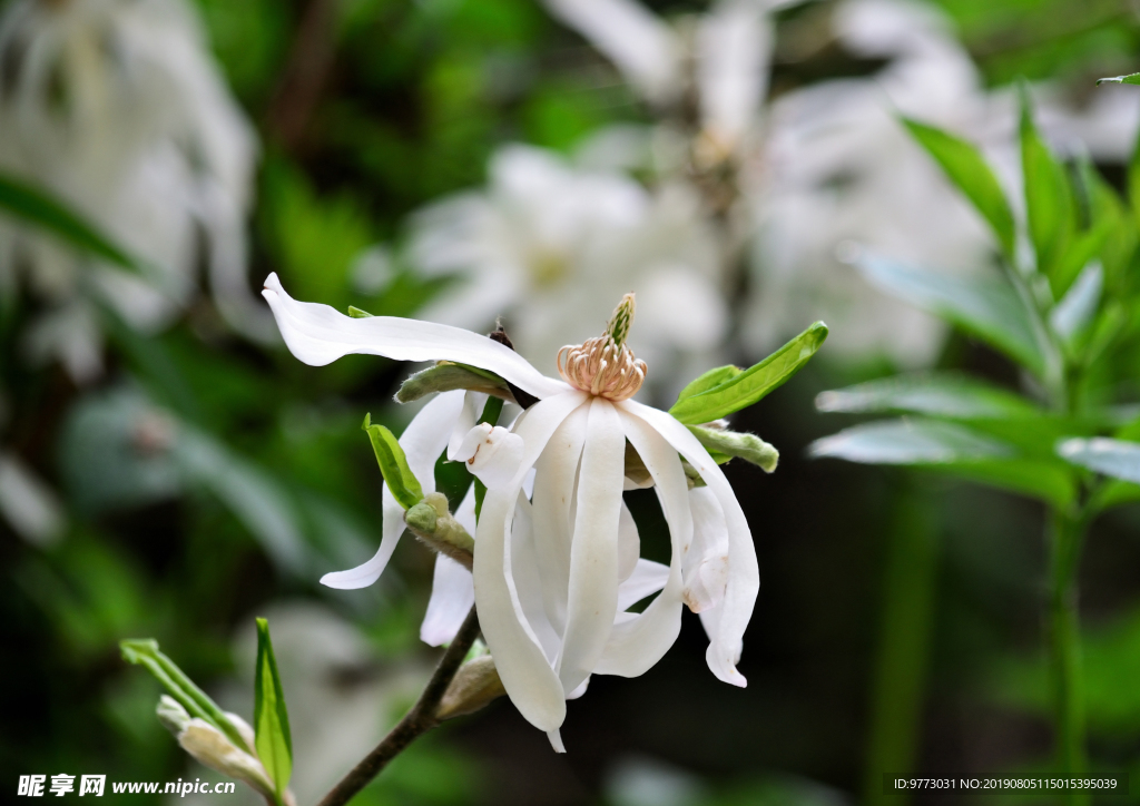 玉兰花