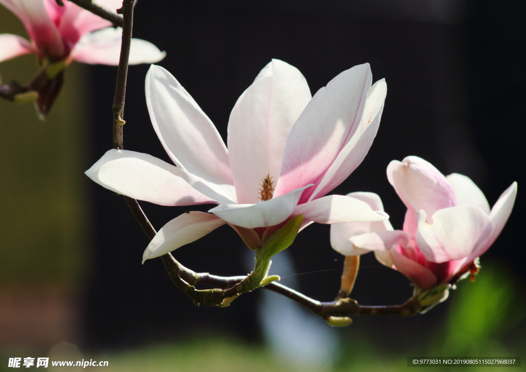 玉兰花