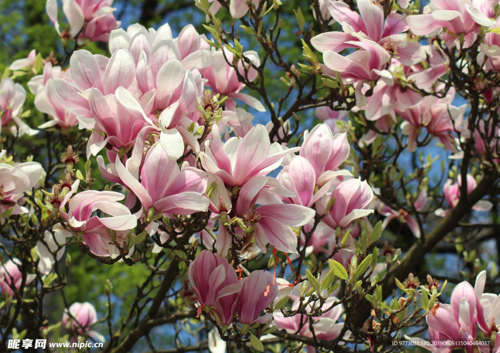 玉兰花