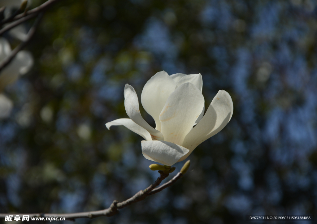 玉兰花