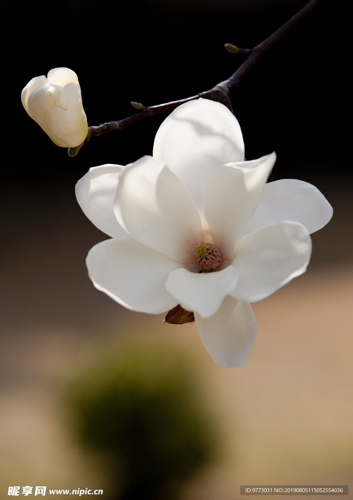 玉兰花