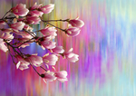 玉兰花