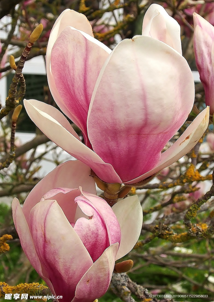 玉兰花