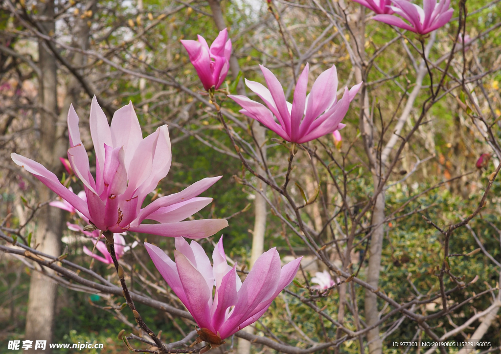 玉兰花