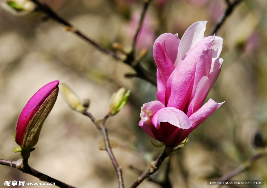 玉兰花