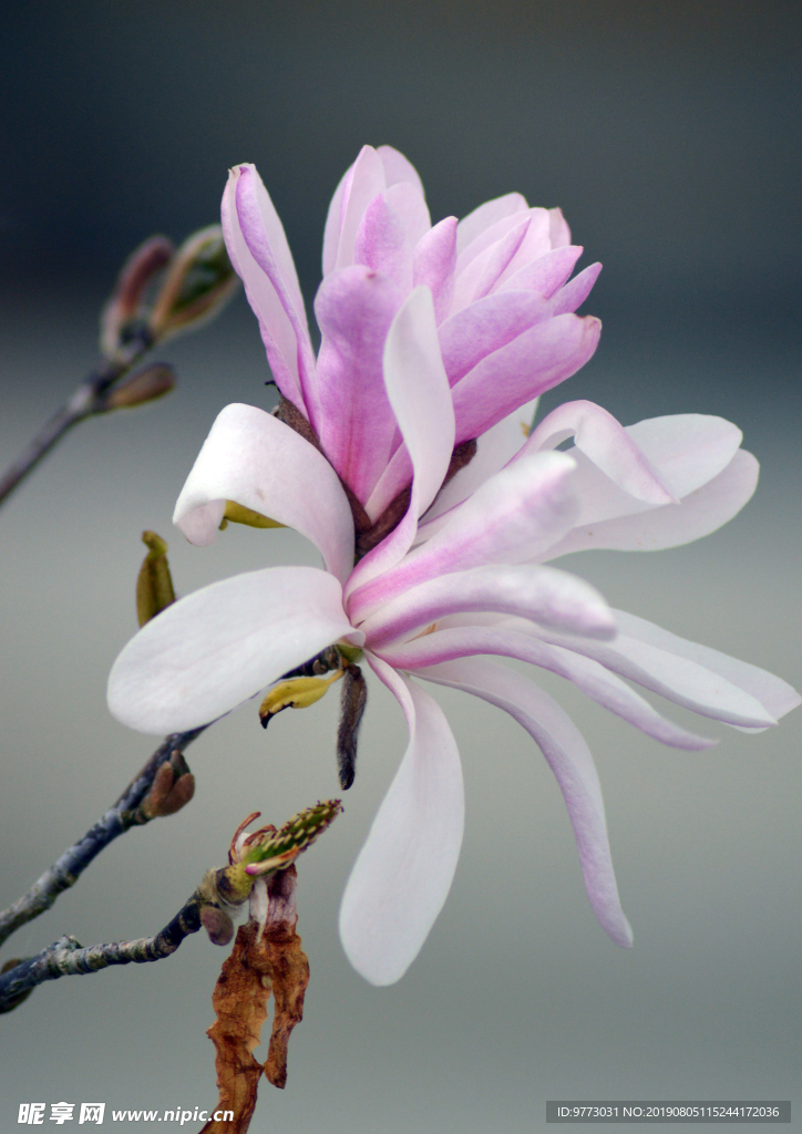 玉兰花