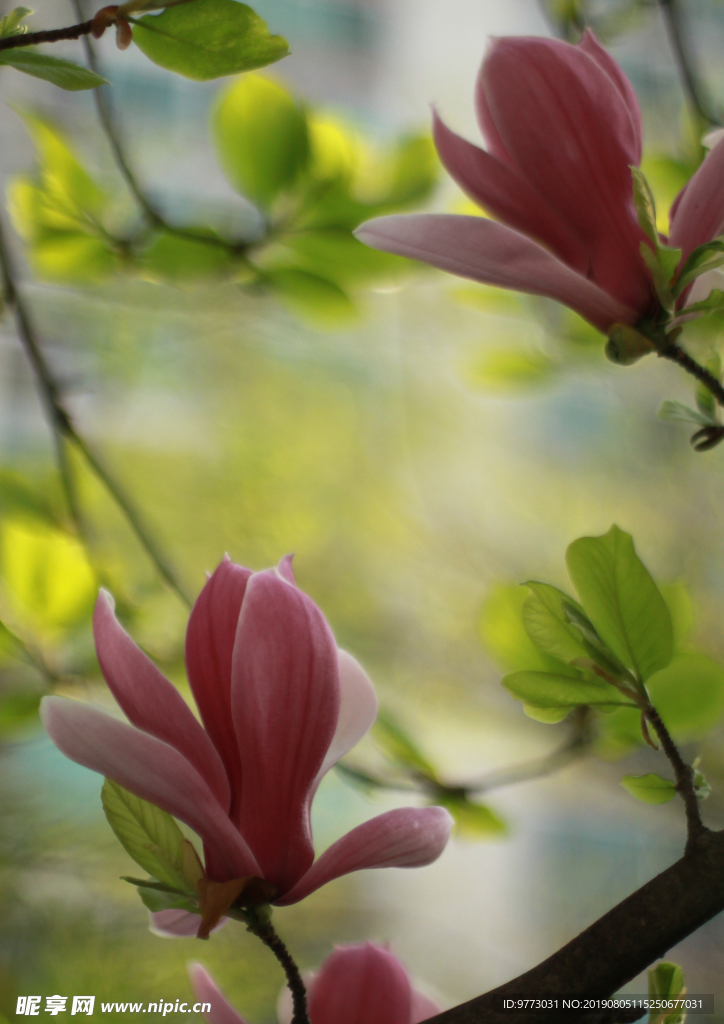 玉兰花