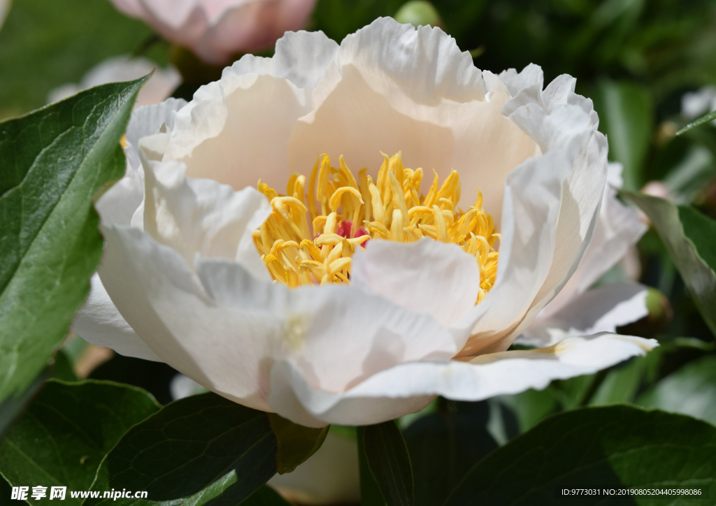 玉兰花
