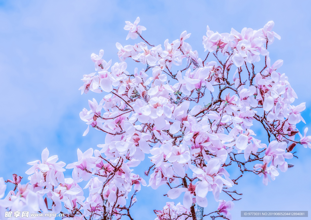 玉兰花