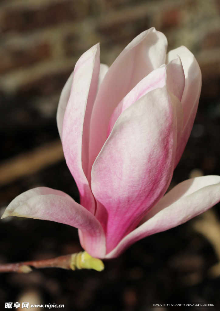 玉兰花