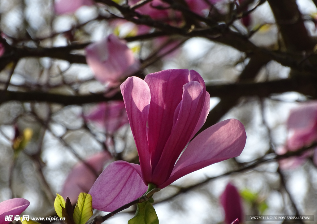 玉兰花