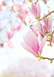玉兰花