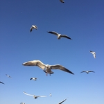 鸟