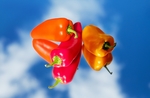 菜椒