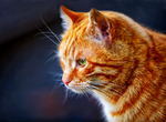 黄色小猫猫咪