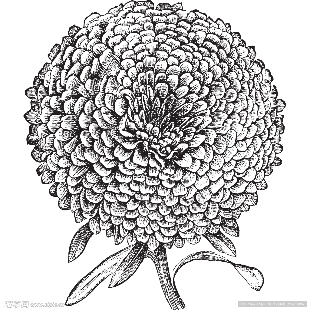 素描绘画植物花朵