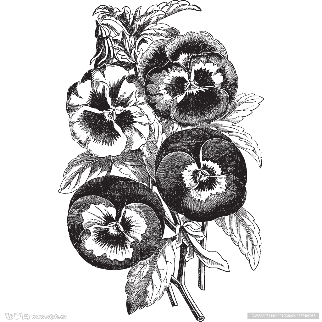 素描绘画植物花朵