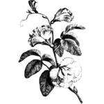 素描绘画植物花朵