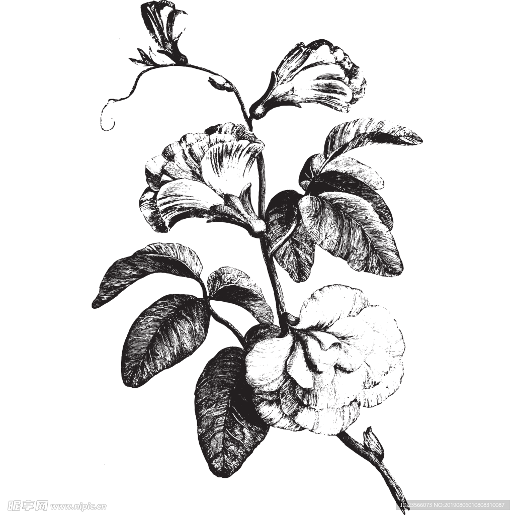 素描绘画植物花朵