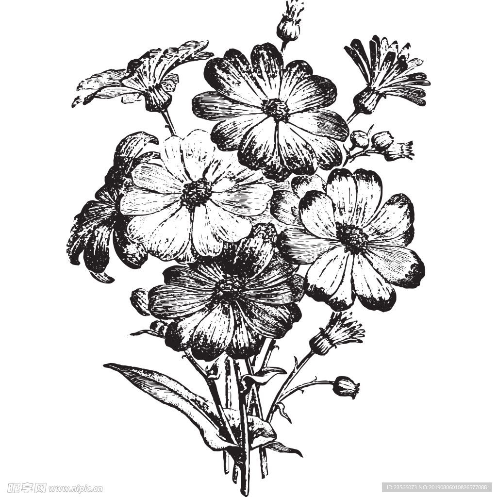 素描绘画植物花朵