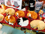 小猫小狗