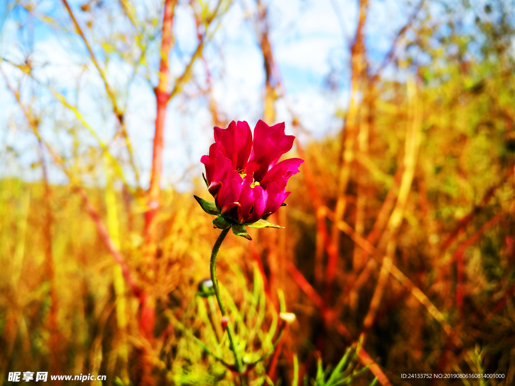 花