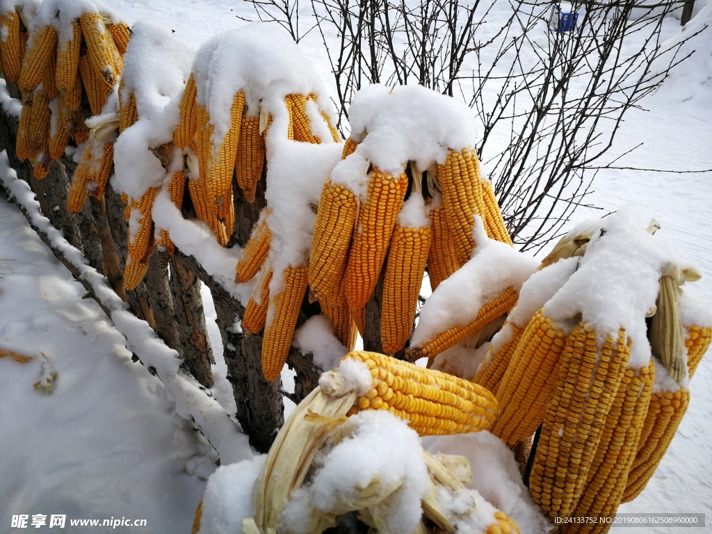 雪中玉米