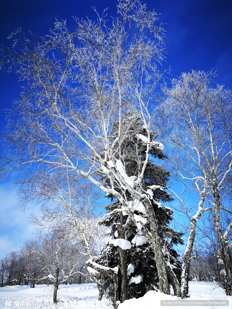 雪地里的树