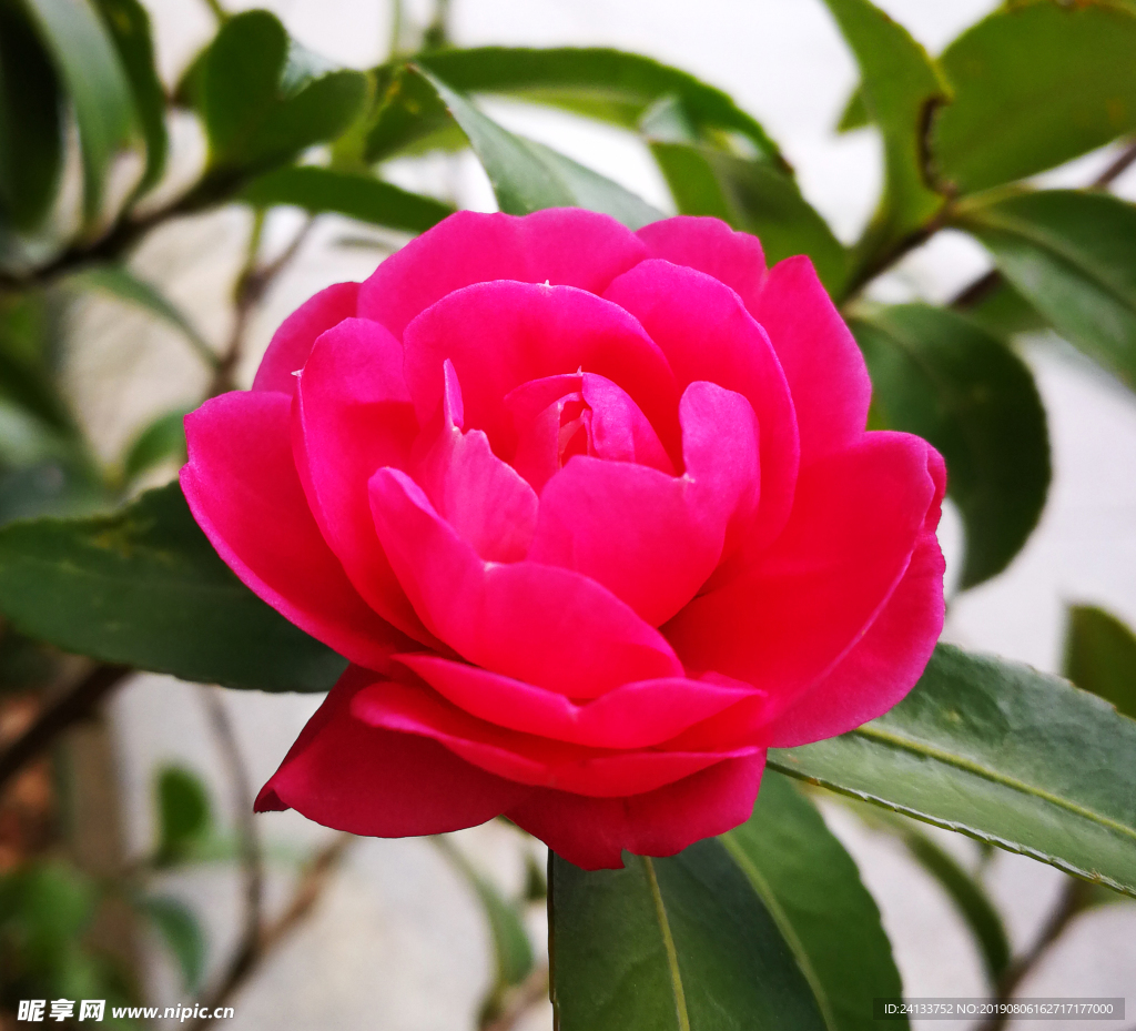 茶花