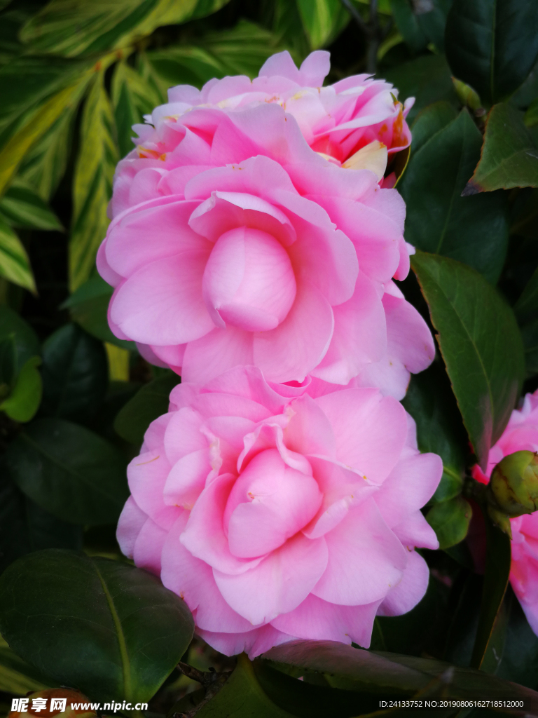 茶花