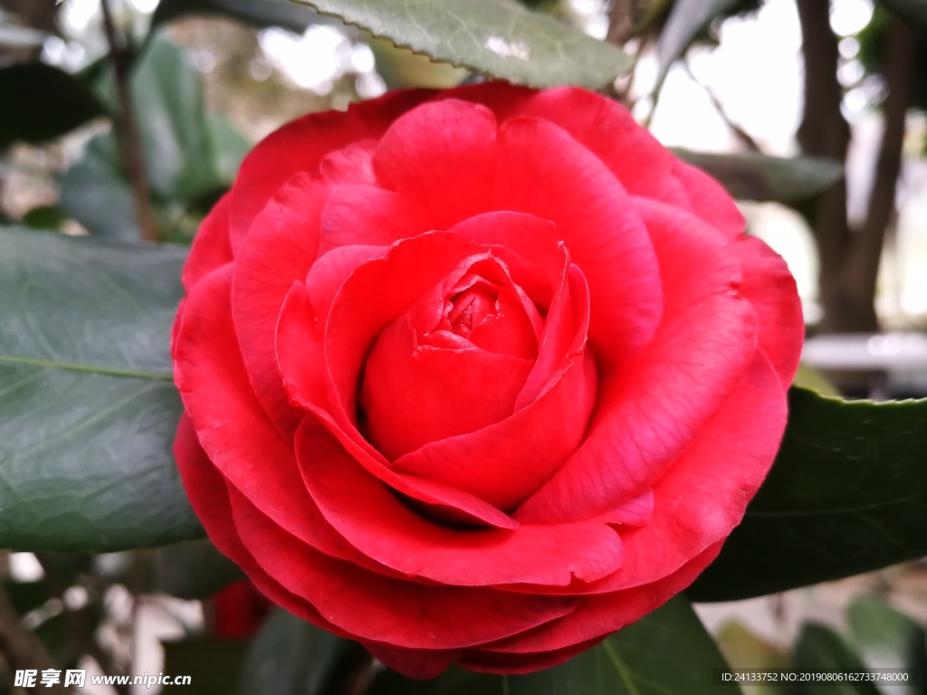 茶花
