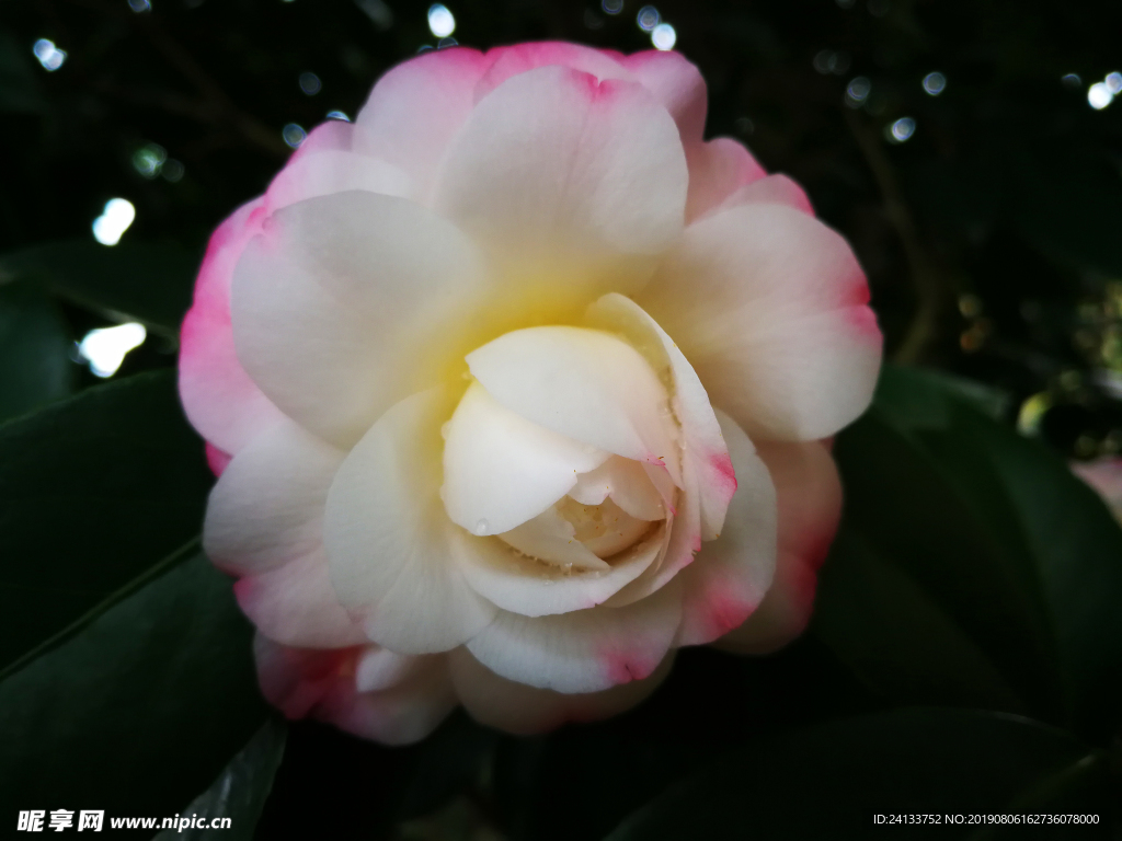 茶花