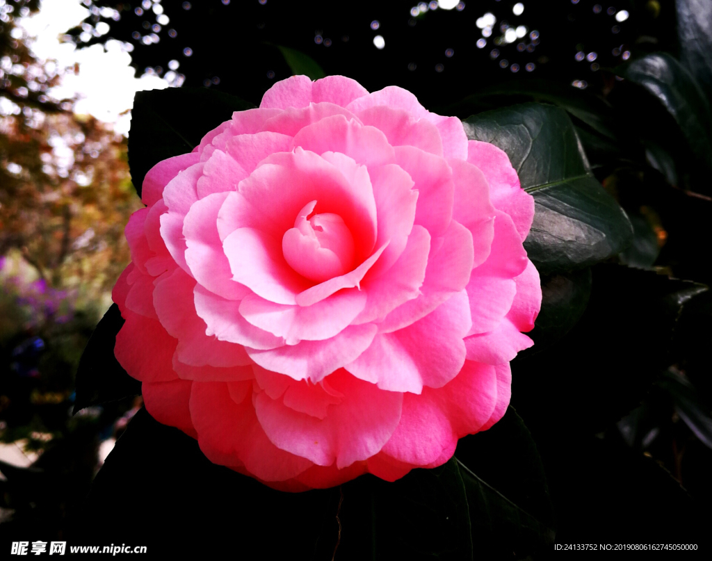 茶花