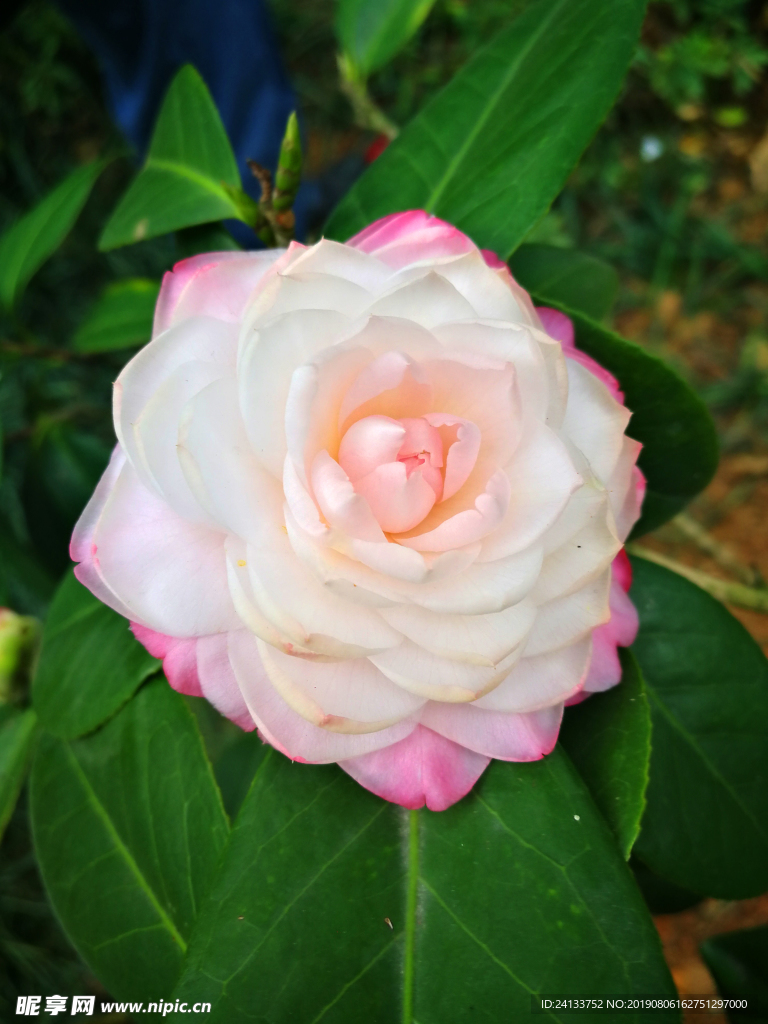 茶花