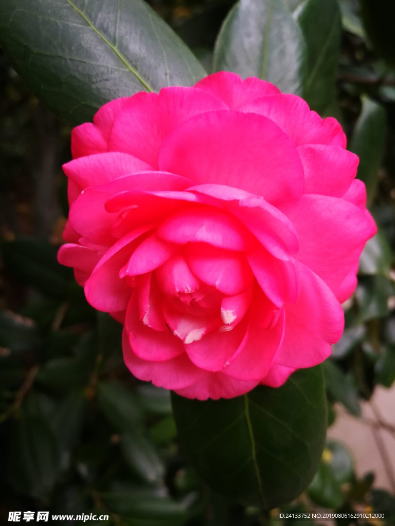 茶花