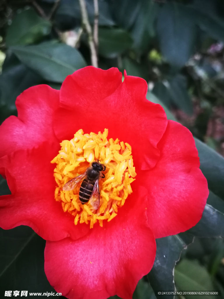 茶花