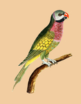 鹦鹉