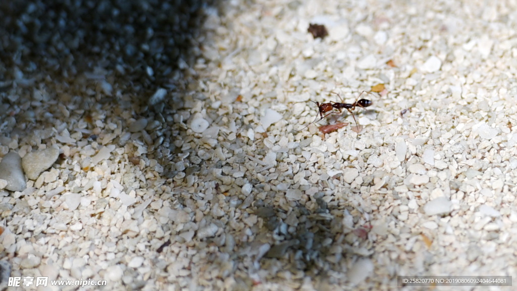 沙滩上一只较大蚂蚁