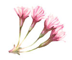 彩绘花卉
