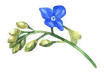 彩绘花卉