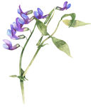 彩绘花卉