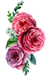 花朵花卉