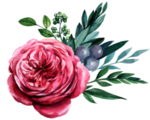 花朵花卉