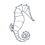 手绘海洋生物