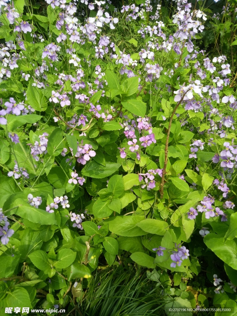 花丛