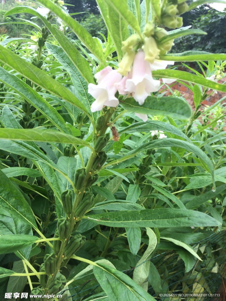 芝麻地