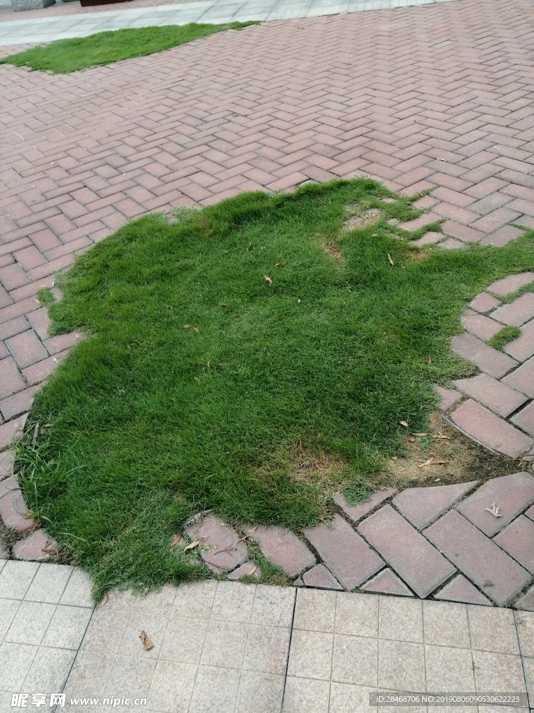 绿色草地