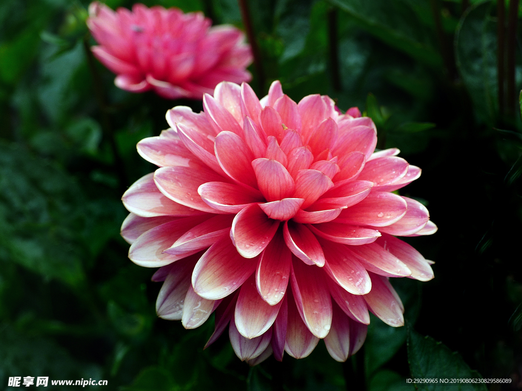 花