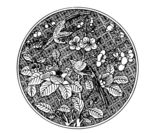 花纹
